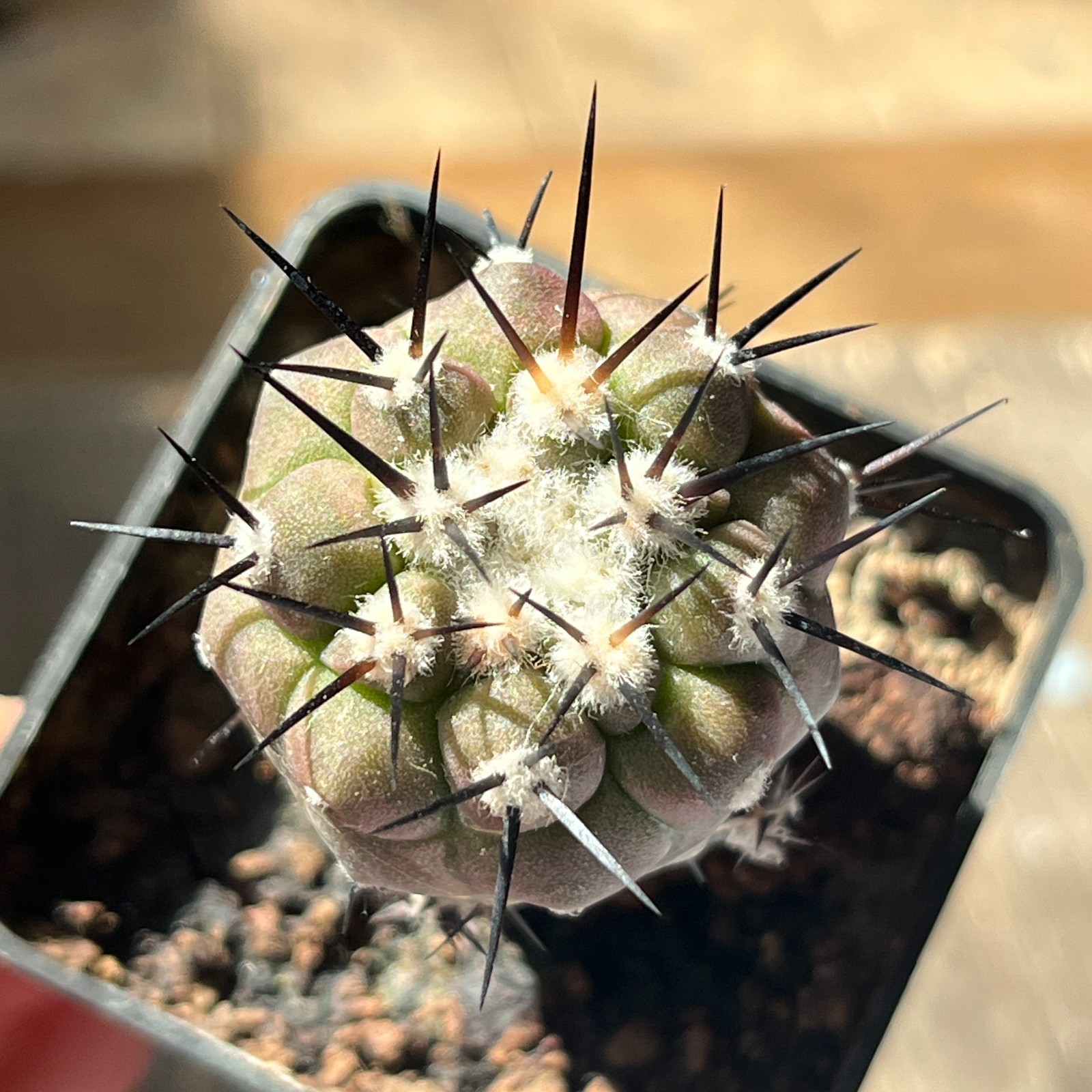 A31-488 Copiapoa cinerea HR1032, La Quinta, Super Black Spines, dark body