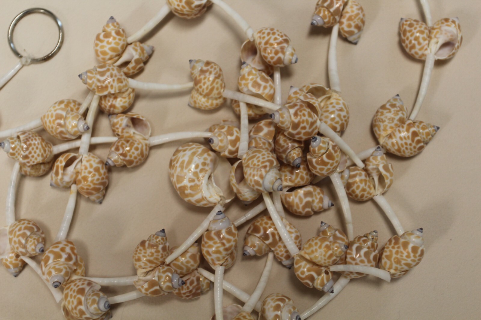 Handmade Sea Shell Garland Beach Display Decor 6 Feet Long XL Size, GS-wll