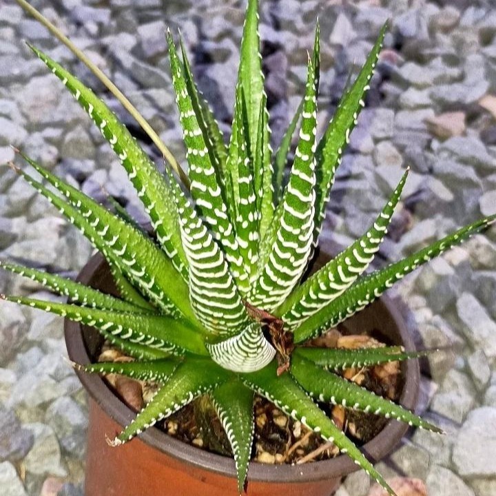 2 Pcs Haworthia Fasciata Attenuata Rare Succulent Plant Exotic Cactus Rare Plant