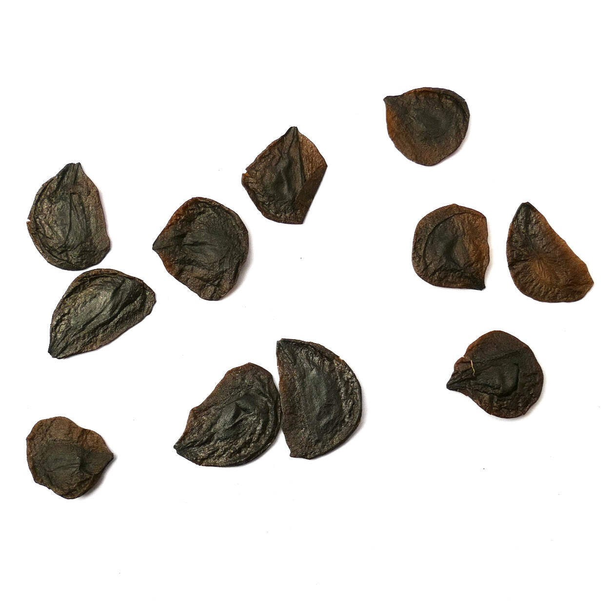 Hippeastrum harrisonii SEEDS – Harrison’s amaryllis | Barbados lily