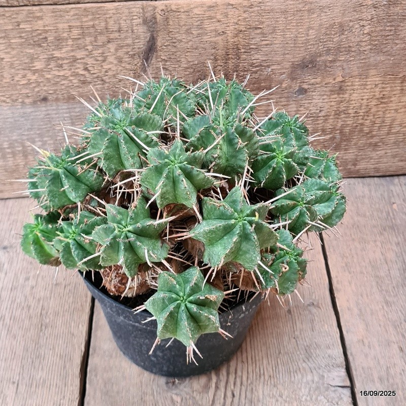 D6483 EUPHORBIA MELOFORMIS pot18-H19-W27 cm MaMa Cactus