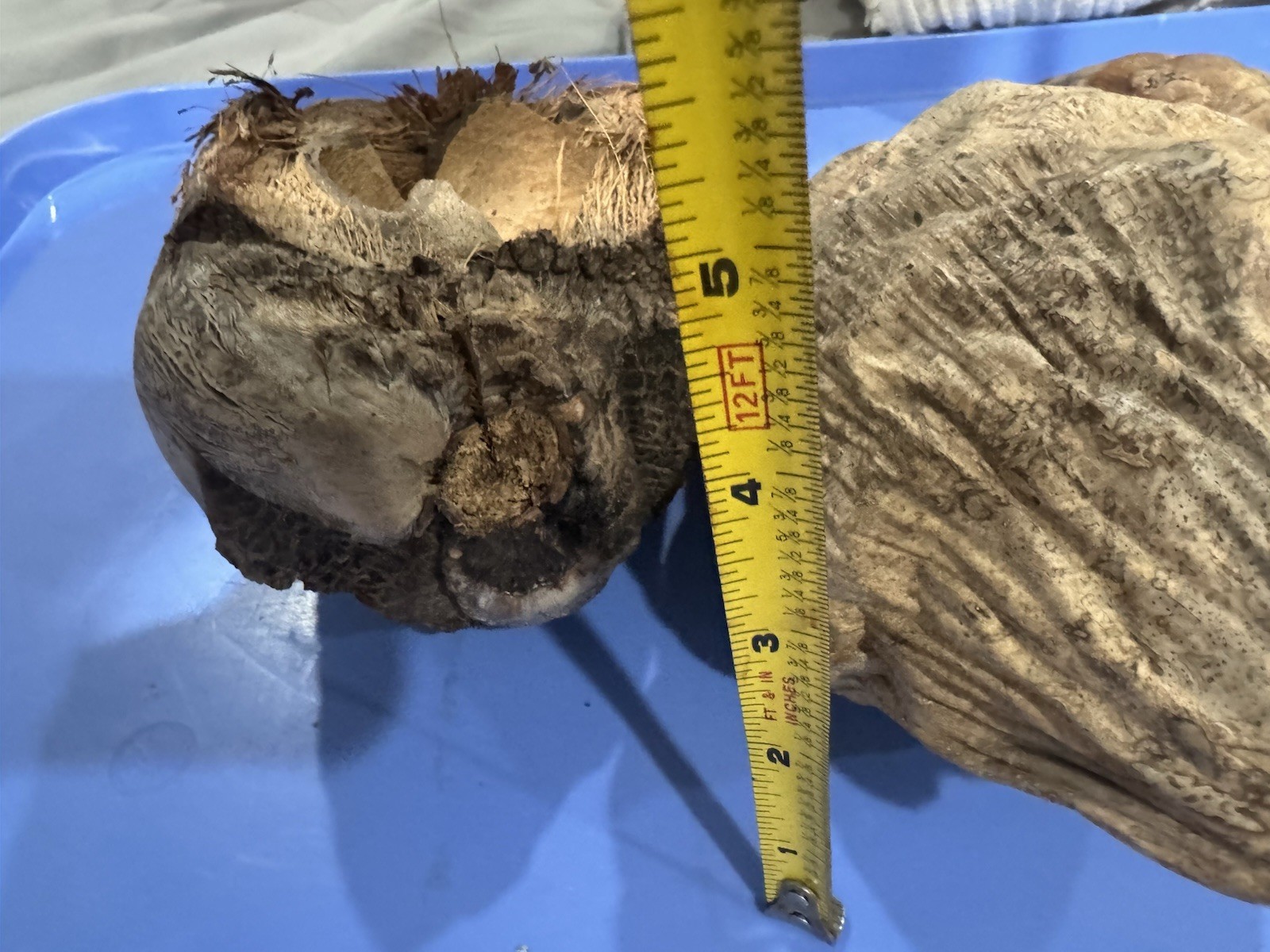 Lot Of 3 Large Coconut Jamaica Beach Whole Husk & Shell 7-9” organic texture