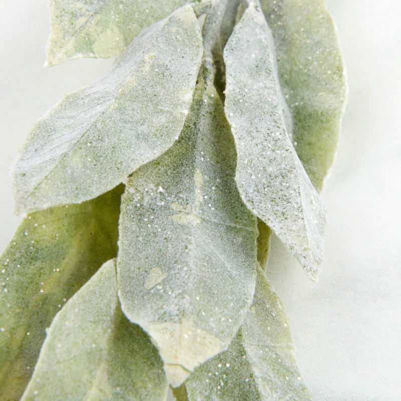 4 Factory Direct Craft Flocked Vinyl Lamb’s Ear Sprays for Indoor Decor