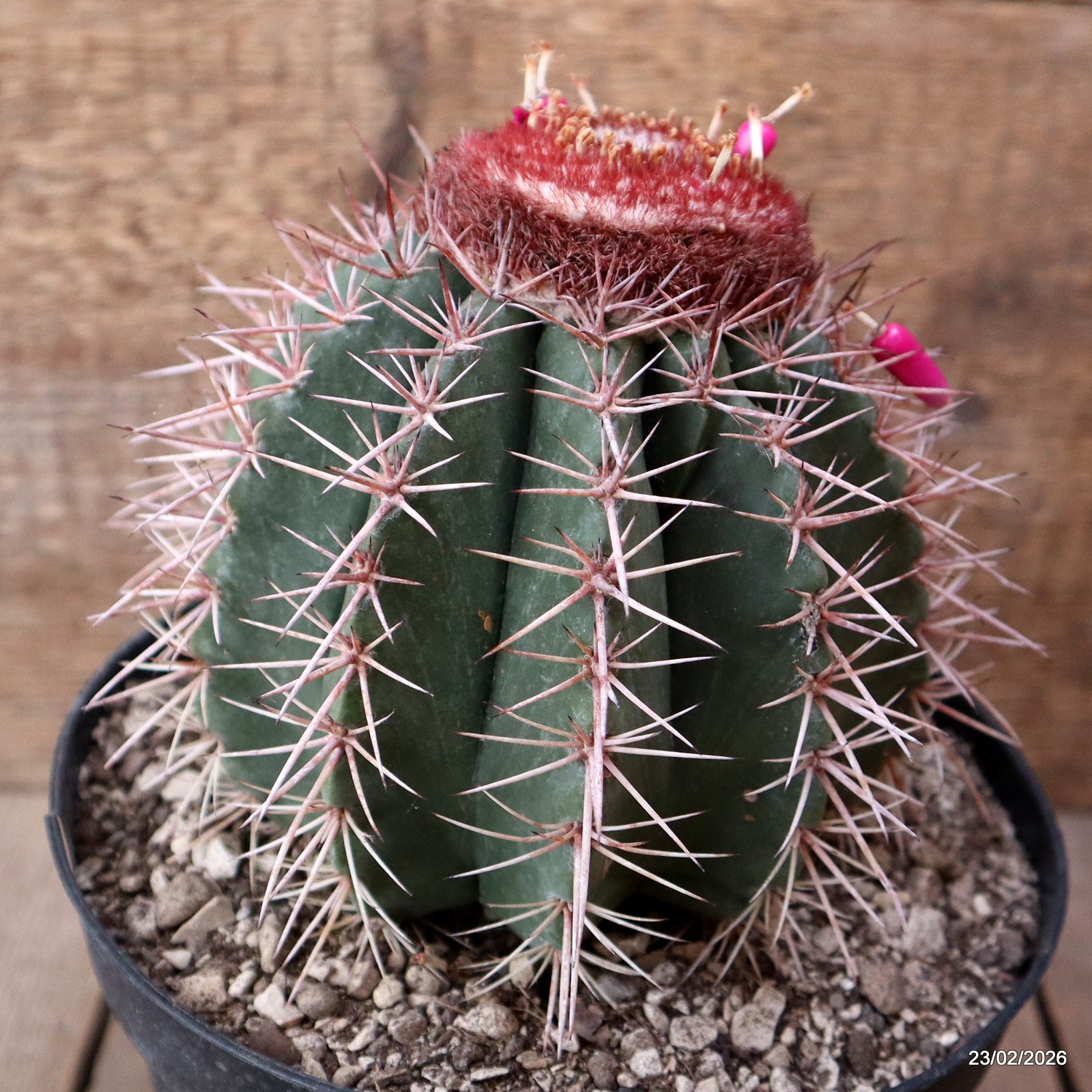 D7898 MELOCACTUS BAHIENSIS pot18-H14-W13 cm MaMa Cactus
