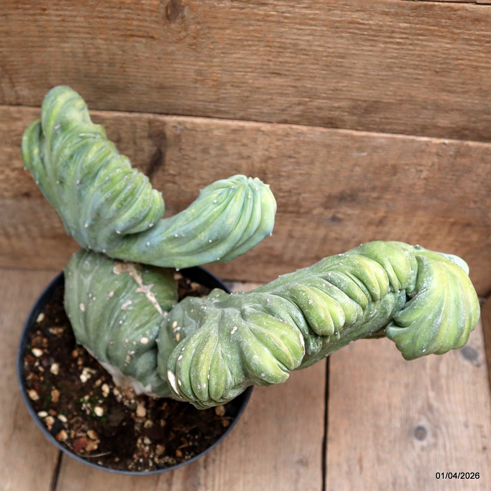 D8193 MYRTILLOCACTUS GEOMETRIZANS CRESTED pot18-H21-W33 cm MaMa Cactus