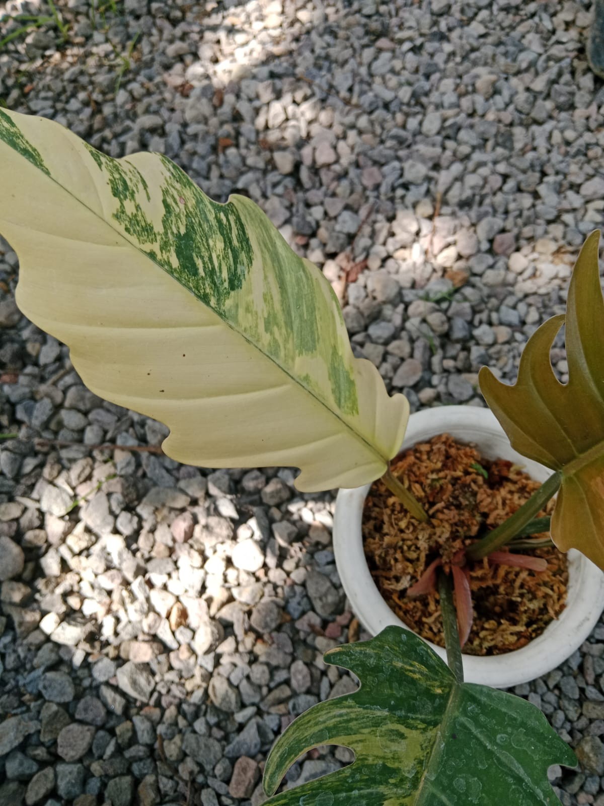 Philodendron Caramel Marble Variegata Rare Variegated | Tropical Houseplant