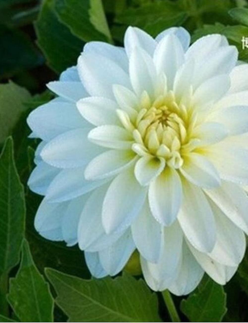 (10) DAHLIA SEEDS rare exotic flower blossom garden plant USA SELLER W/TRACK