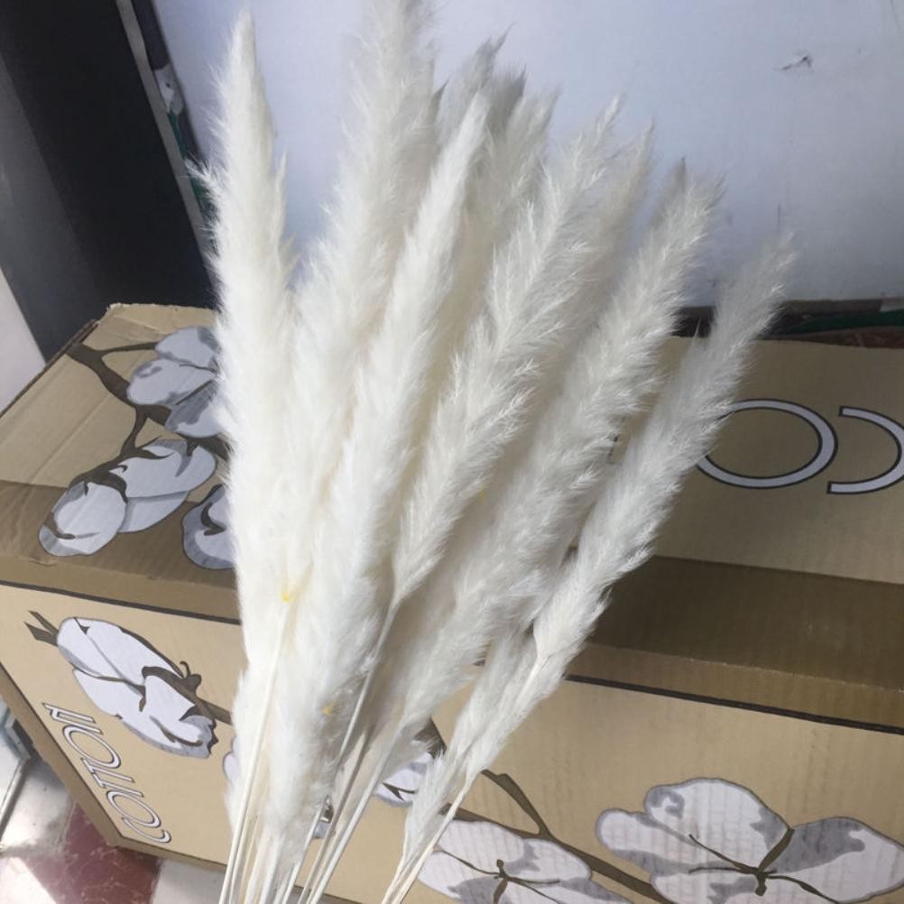 15 Natural Small Pampas Grass Photography Props For Home Decor Easy To Use