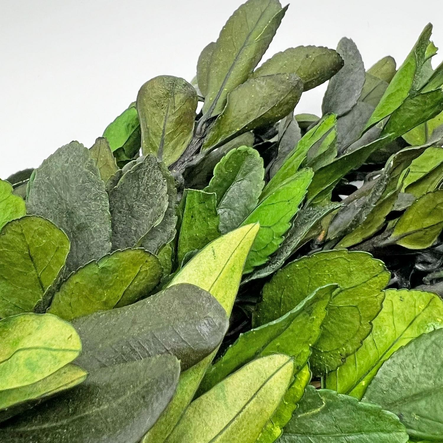 Preserved Decorative Dried Real Eucalyptus And Boxwood Wreath 21 Inch – Green
