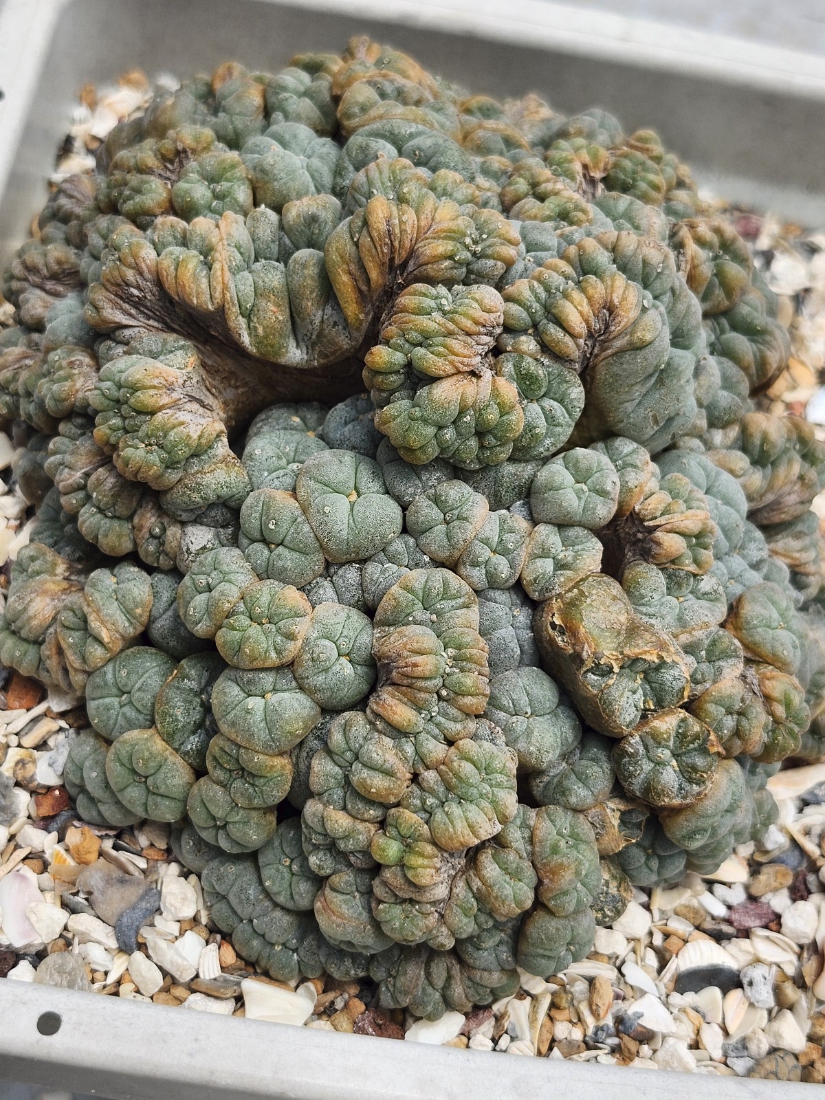 Large RARE crested cactus, self pollinating, shown in 6″ pot