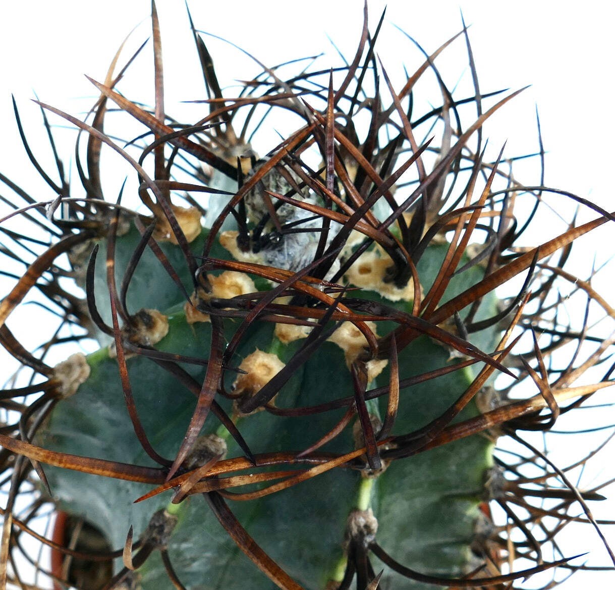 Astrophytum capricorne cv BUFFALO ‘TAIHO-GYOKU’ – Goat’s horn cactus | Star cact