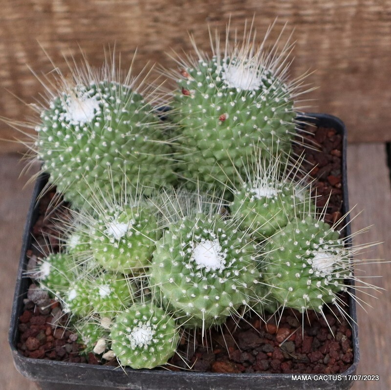 A5000 MAMMILLARIA SPINOSISSIMA UNPICO CRESTED pot12-H7-W14 cm MaMa Cactus