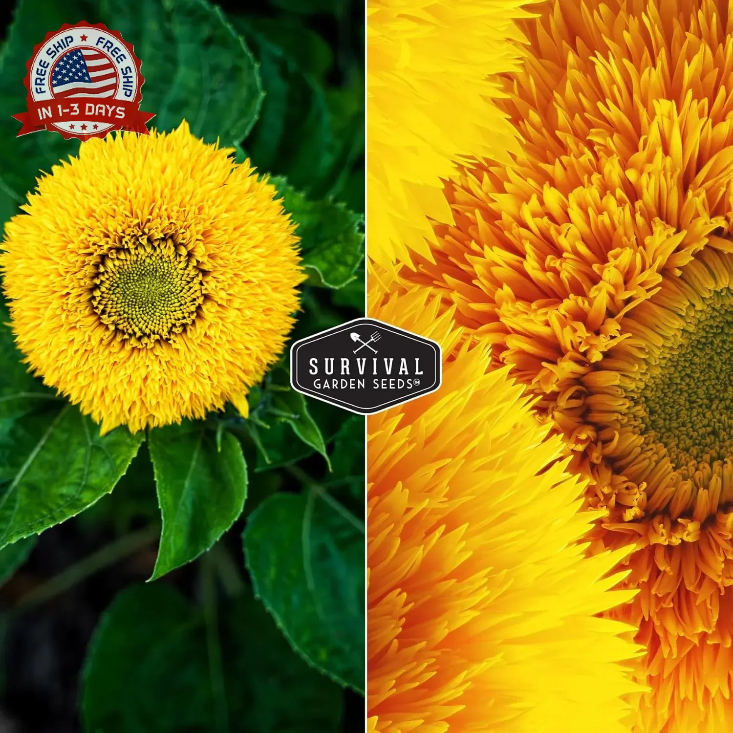 Sungold Teddy Bear Sunflower Seeds for Planting – Dwarf Flower with Fluffy Pom-P