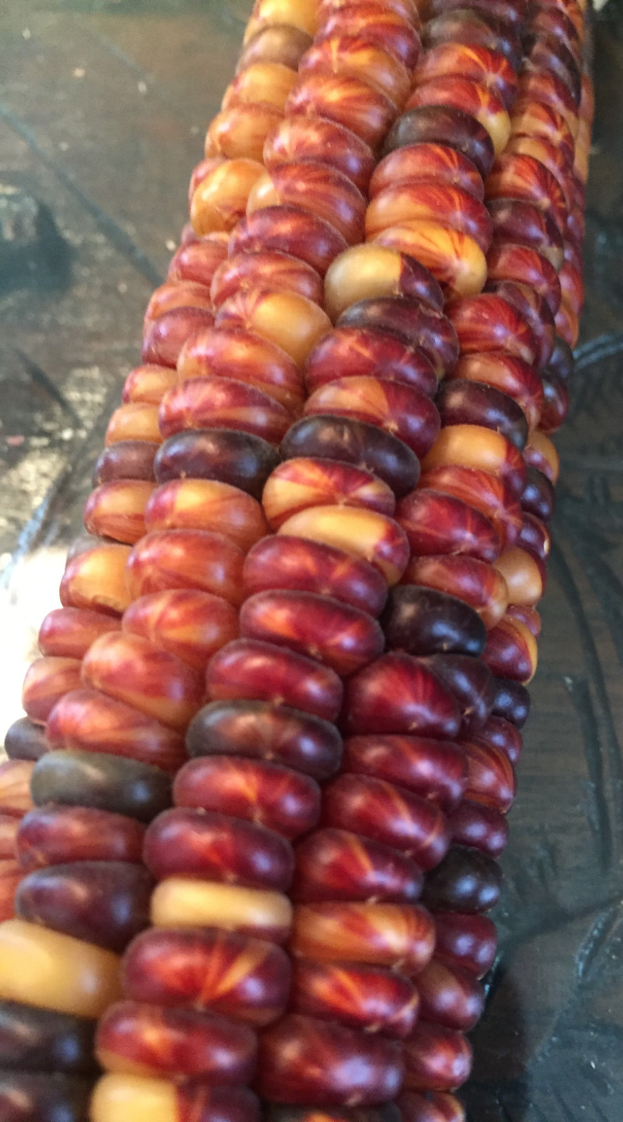 native american Indian Corn various lengths Thanksgiving Fall Decor