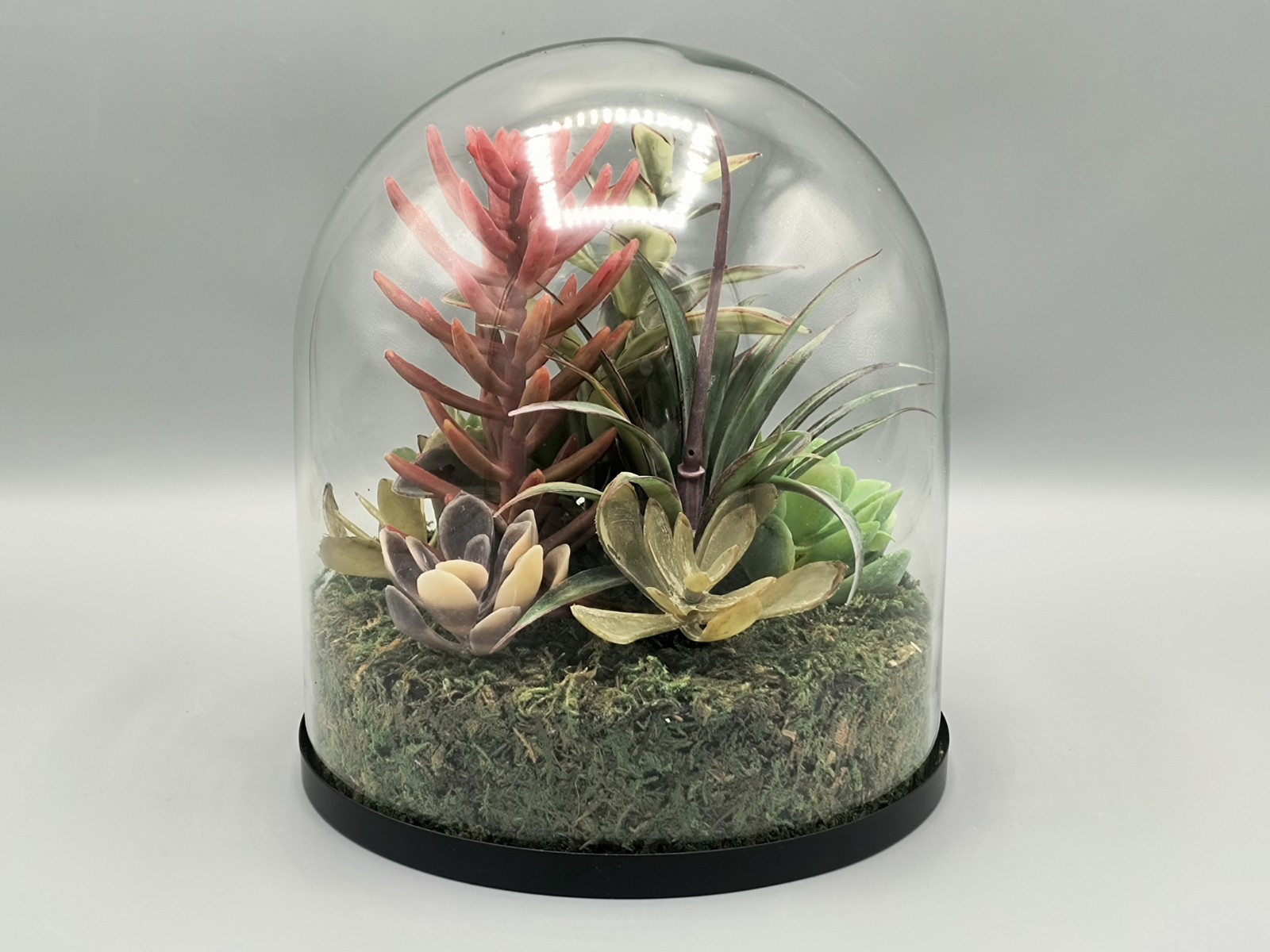 Terrarium Faux Succulents Arrangement In Glass Dome Atrium By Old Time Pottery