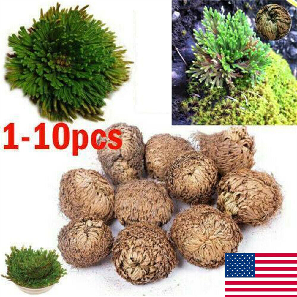 Rose of Jericho, 1-10 Packs- Resurrection Flower – Ferns – Live Plant Bulb Rose