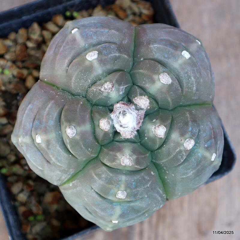 D1280 ASTROPHYTUM MYRIOSTIGMA KIKKO BALL GRAFTED pot12-H12-W11 cm MaMa