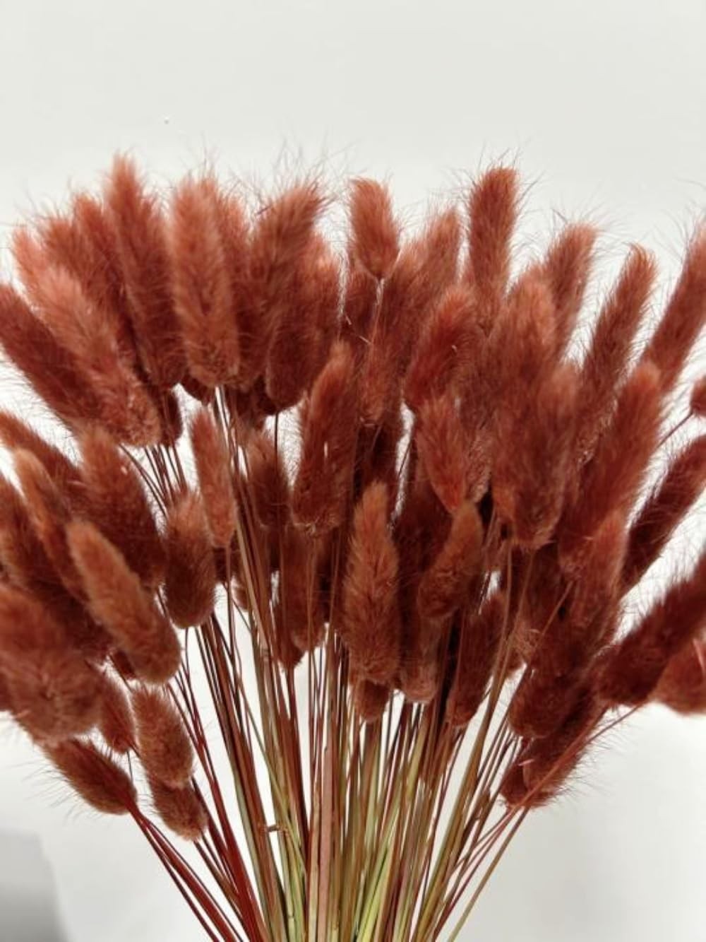 120pcs Bunny Tails Grass Burnt Orange Dried Flowers Plant Boho Pampas Grass 1…