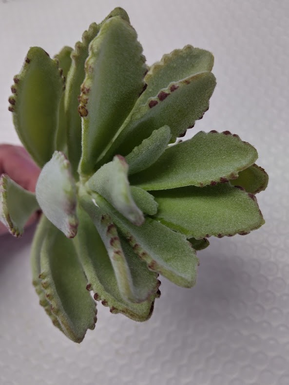 Artificial Kalanchoe succulent. GREEN (flocked)