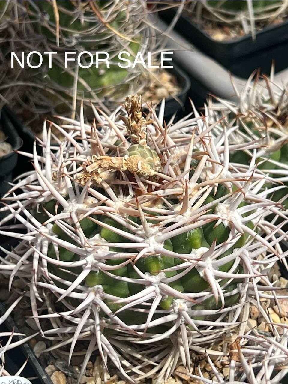 A45-1247 Gymnocalycium ferocior, AGUA de Ramon, own root