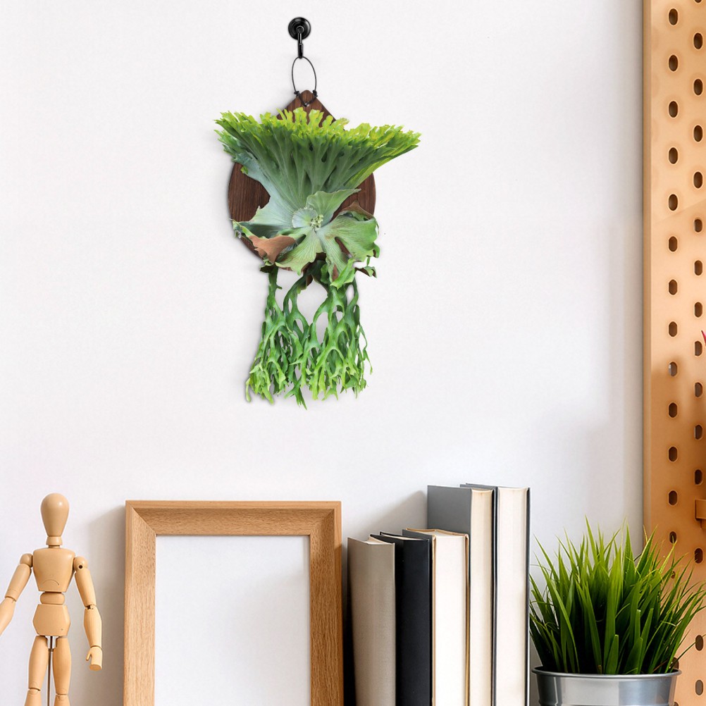 Fern Planting Board Vertical Garden Planter Succulent Mounting Wall Wood