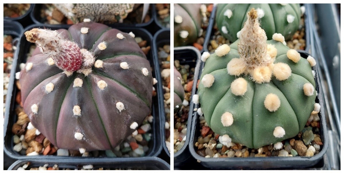 Astrophytum asterias ‘Purple Skin’ x ‘Ooibo’10seeds 2025 year