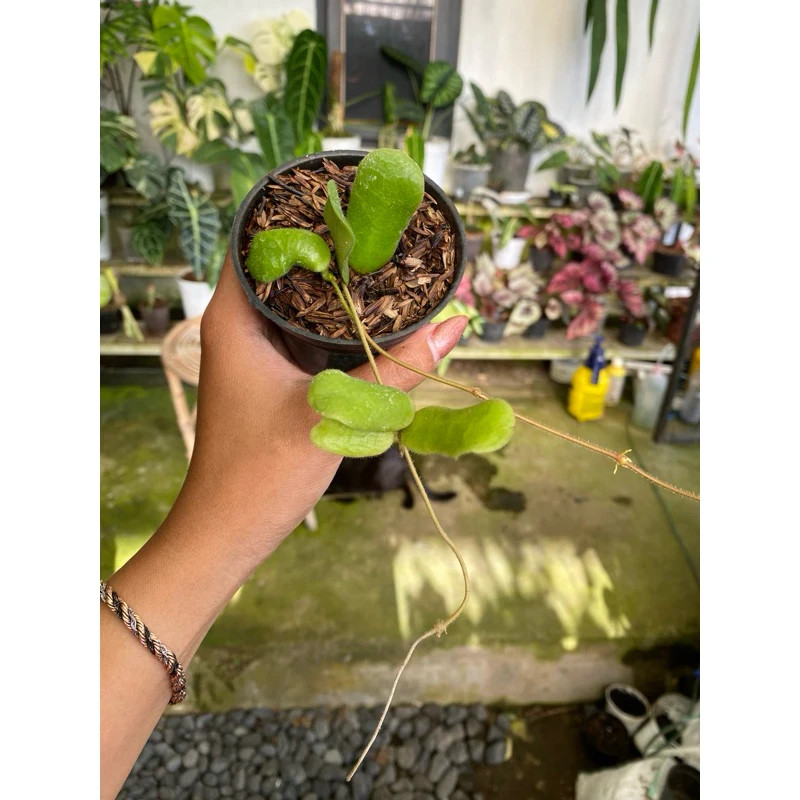 Hoya Rotundiflora Rare Plant