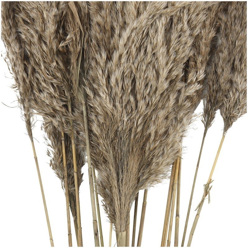 Dried Pampas Grass Bouquet 35 Inch Long Stems Natural Foliage Indoor Decor New