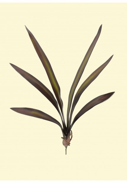 Cymbidium Orchid Leaf x 6 leaves with roots – 25″ tall (BR/SG)
