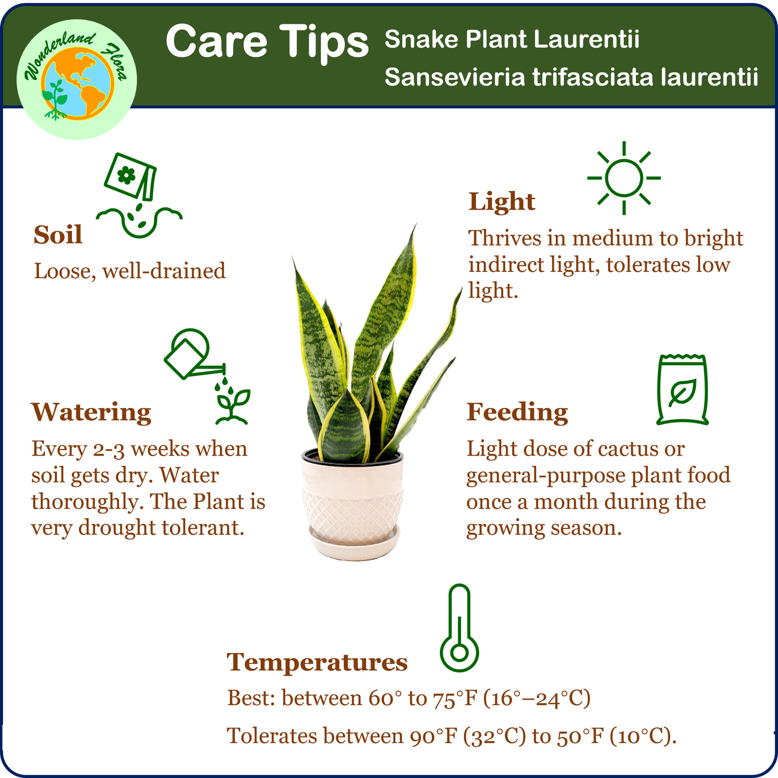 Snake Plant, Variety of Laurentii, Air Purifier, Low Maintenance, 4″ Décor Pot