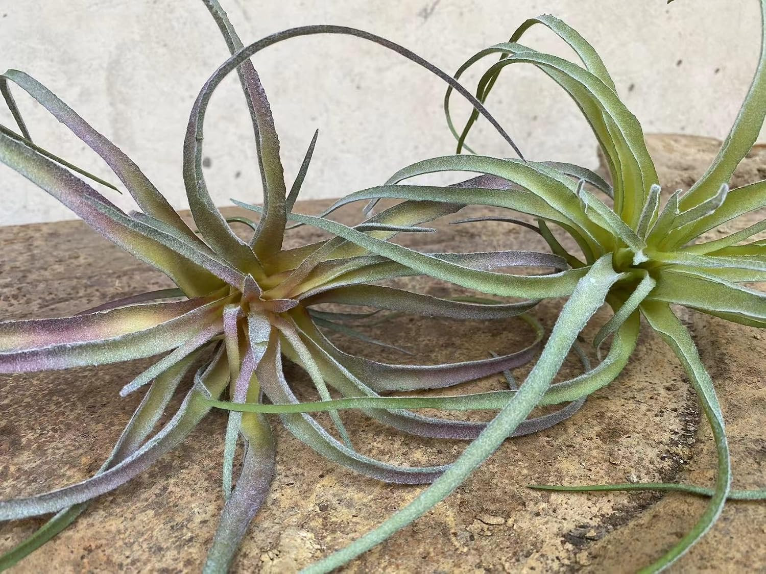 ® Large Green Real Touch Faux Air Plants, Lifelike Fake Tillandsia Pick, Artific
