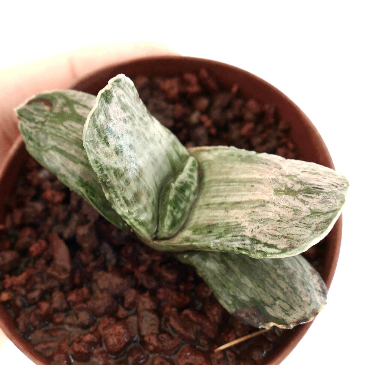 Gasteria marmorata ‘ARAISO EX-JAPAN’ x NO MATZU VARIEGATED – Marbled gasteria |