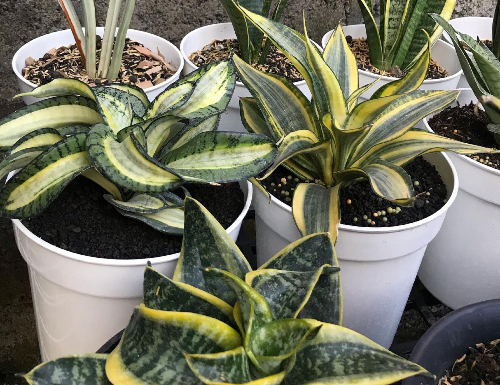 Snake Plant Golden Wendy Variegated Rare Sansevieria Yellow Green Variegated