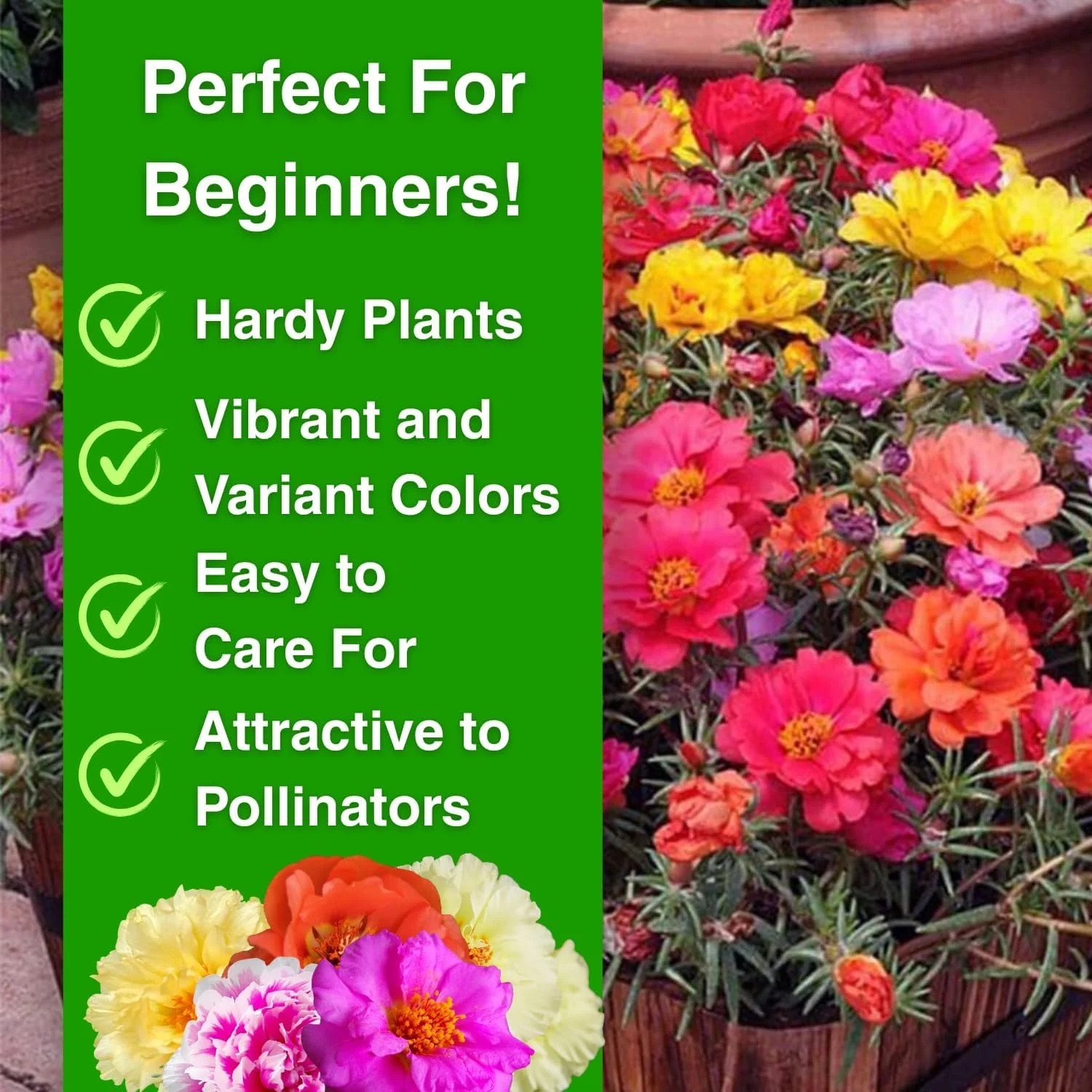 10000 Mixed Moss Rose Seeds – HOA Mười Giờ – AKA. Portulaca Grandiflora Mix, Mos