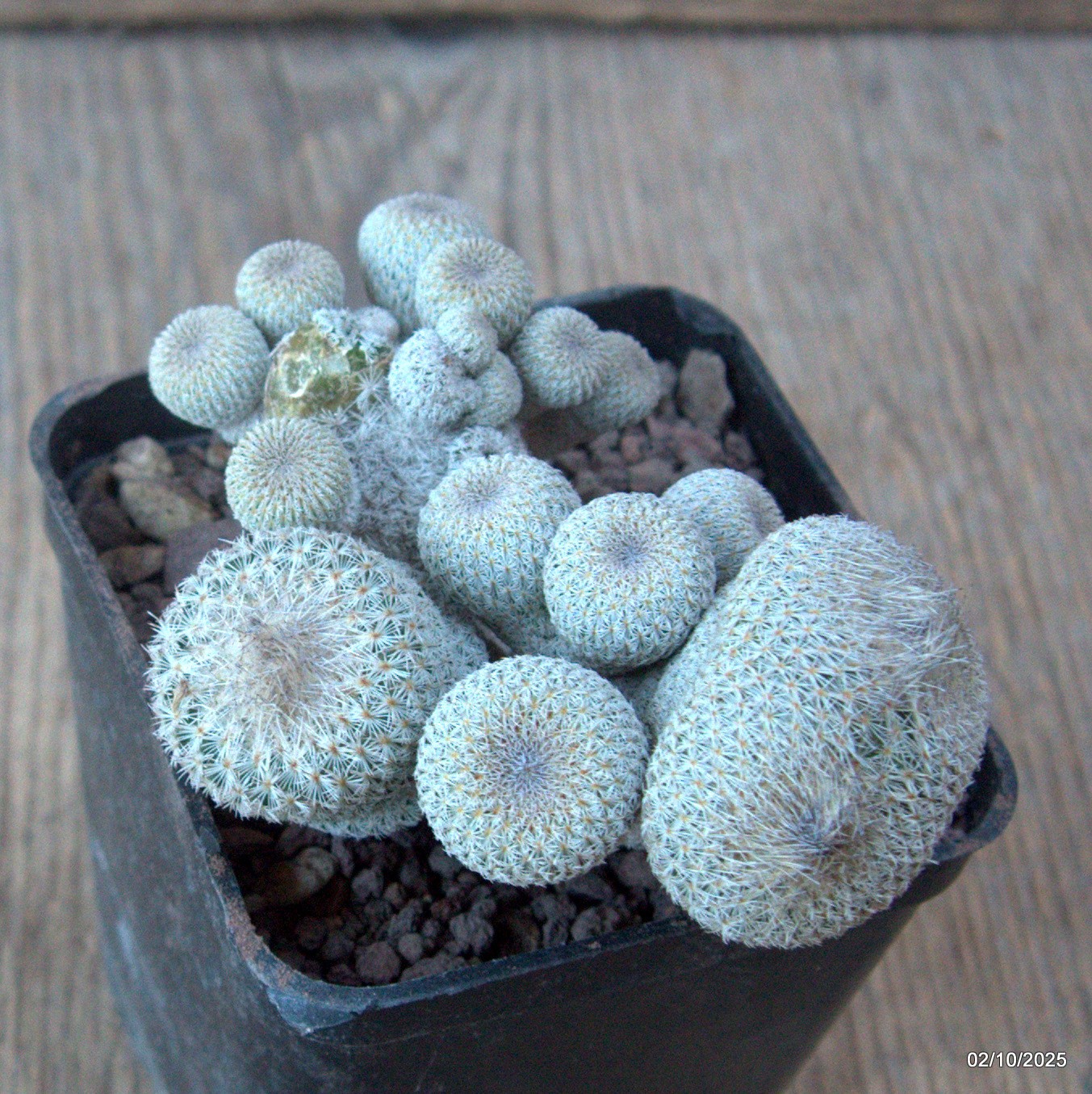 D6812 EPITHELANTHA MICROMERIS MONSTER pot7-H5-W9 cm MaMa Cactus