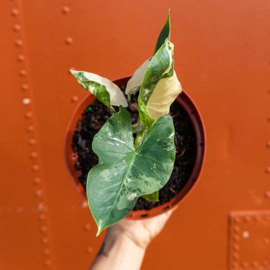 Alocasia Macrorrhiza Variegata in 6″ Pot | Variegated Alocasia | RARE Plant