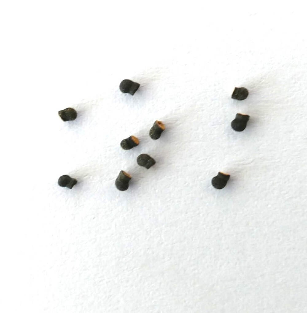 Echinopsis columnaris SEEDS – Column cactus | Columnar echinopsis