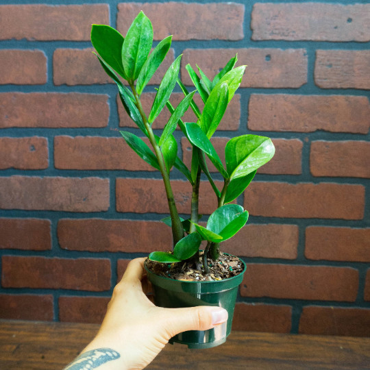 ZZ Plant with 4″ inch Potted Live Houseplant | Zamioculcas Zamiifolia