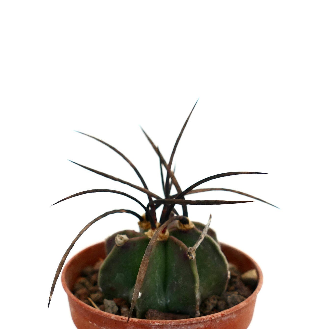 Astrophytum capricorne nudum X BUFFALO – Goat’s horn cactus | Star cactus