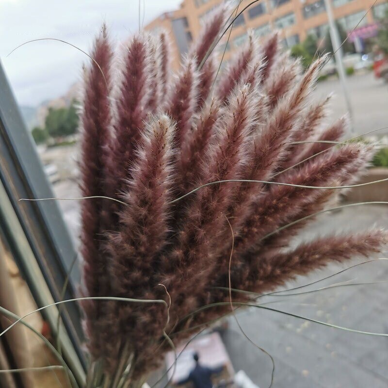 15Pcs Pampas Grass Wedding Home Decor 50cm Stems Real Dry Flower Pantas Dried