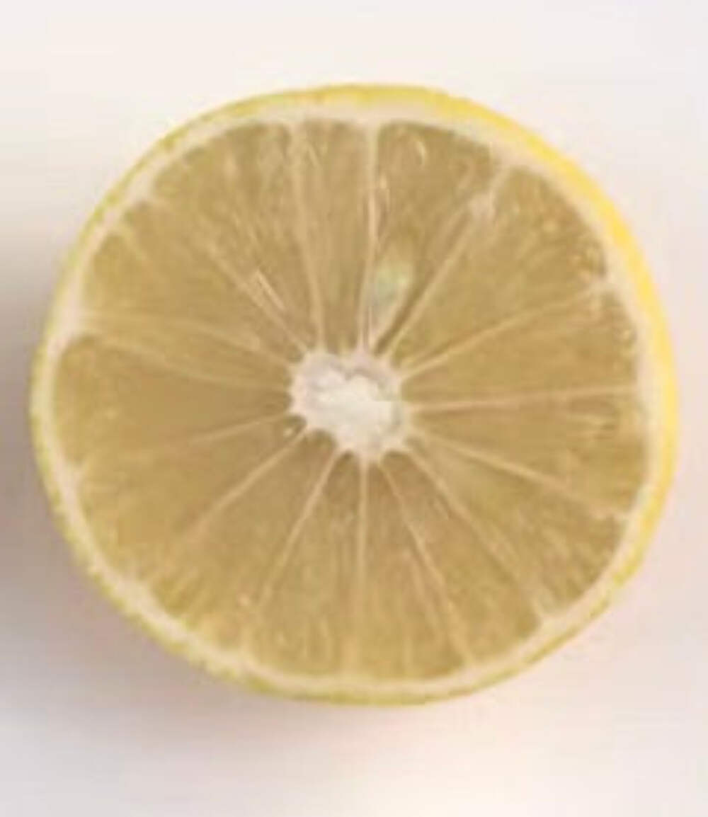 Citrus limettioides PALESTINE 40-80cm | Sweet lime | Indian sweet lime – Palesti