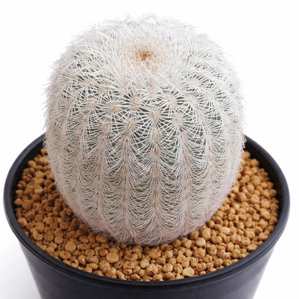 Echinocereus fitchii var. bergmannii SEEDS – Rare Cactus SEEDS