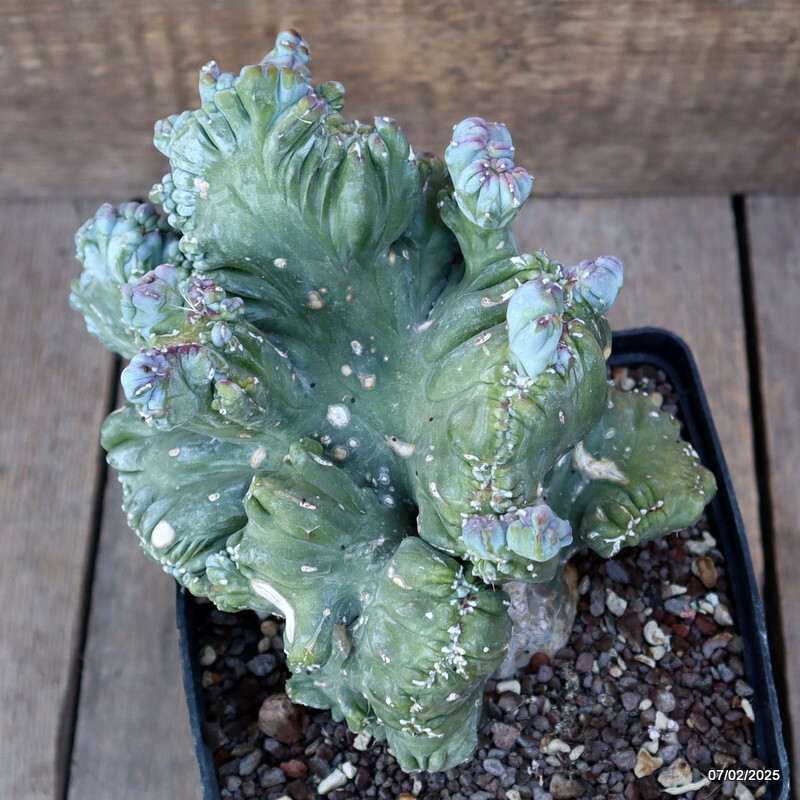 D448 MYRTILLOCACTUS GEOMETRIZANS CRESTED pot14-H17-W19 cm MaMa Cactus