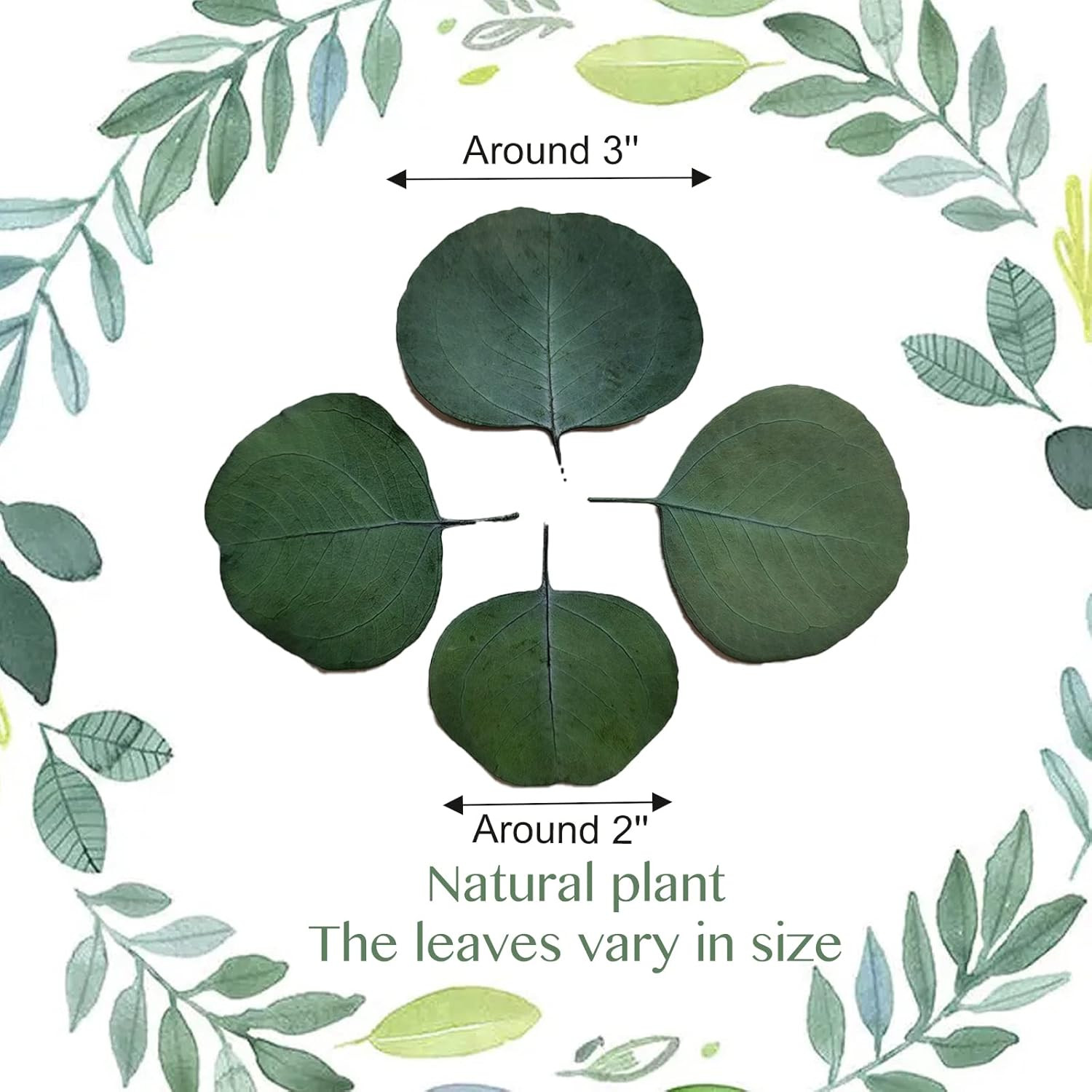 300+ Pcs Dried Real Eucalyptus Leaves,100% Natural Biodegradable Confetti for We
