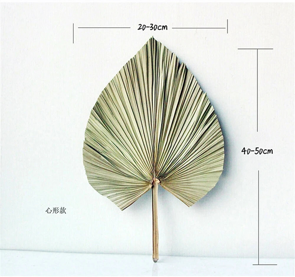 Dried Natural Plant Palm leaves