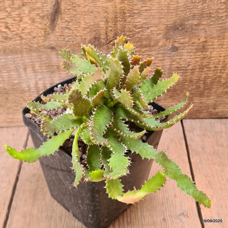 D6477 EUPHORBIA STELLATA BIG CAUDEX pot12-H14-W18 cm MaMa Cactus