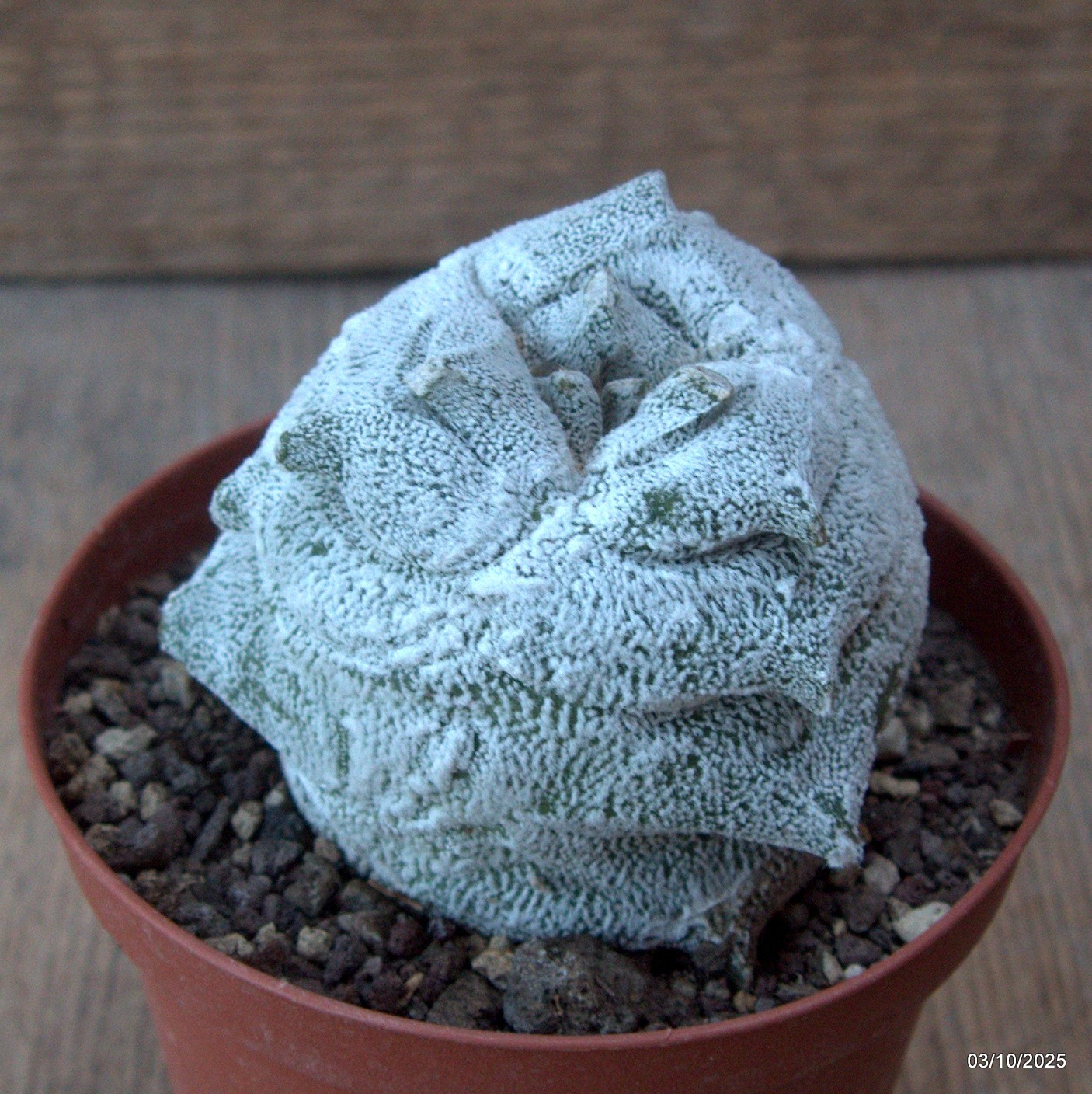 D6880 ASTROPHYTUM COAHUILENSE HAKURAN KIKKO pot10-H8-W7,5 cm MaMa Cac