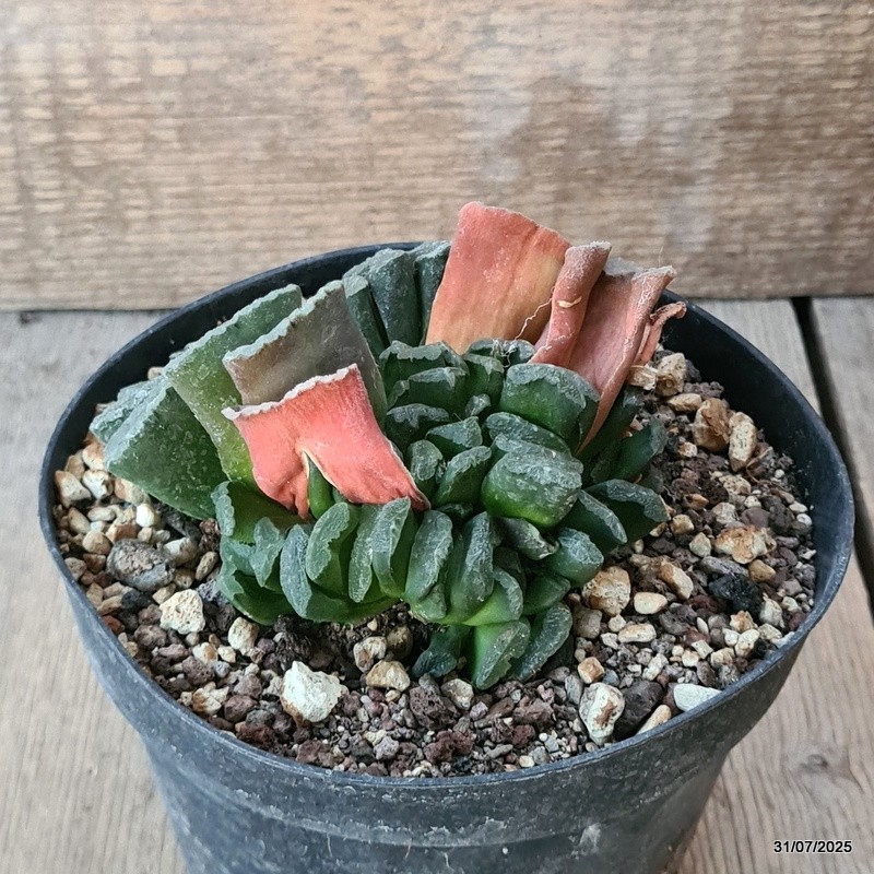 D5615 HAWORTHIA TRUNCATA pot14-H8-W11 cm MaMa Cactus