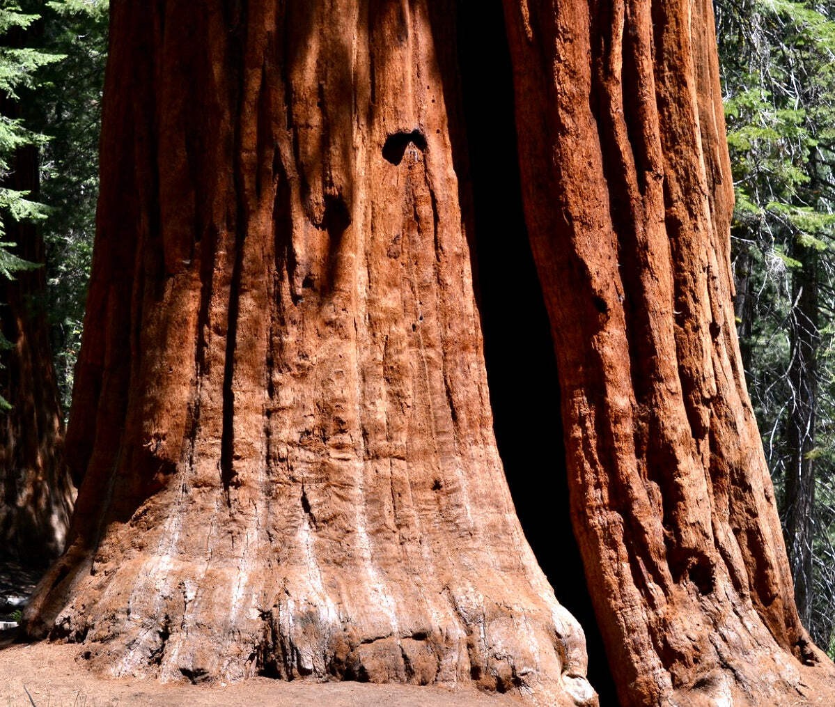 Sequoiadendron sempervirens 50-120cm | Coast redwood | California redwood – Coas