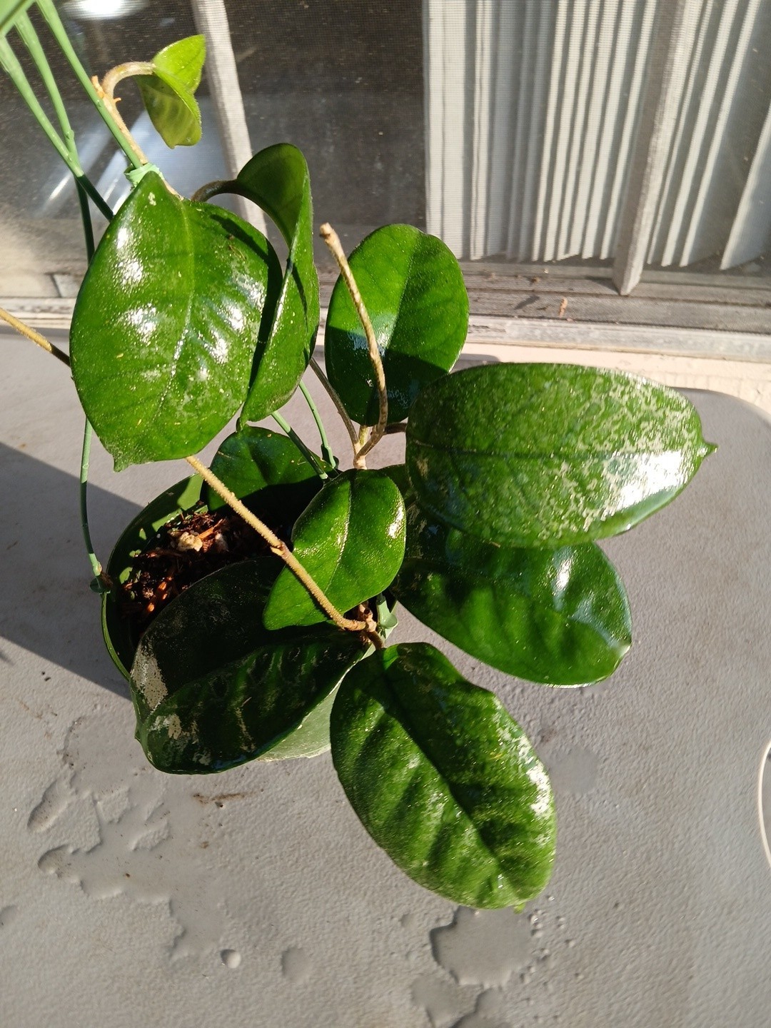 #865- HOYA FUNGI LIVE PLANT, LARGE LEAVES, LARGE PLANT,5″INCHES HANGER POT,